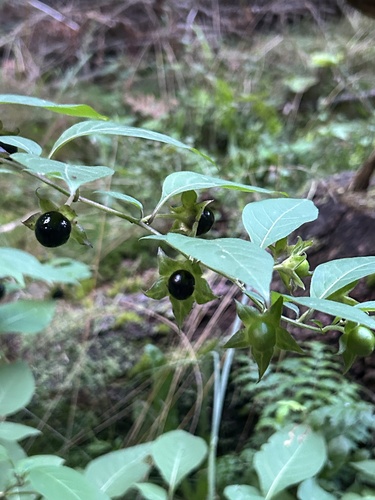 Deadly Nightshade
