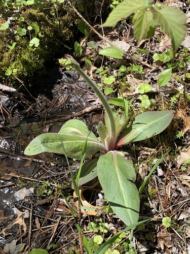 photo of Swamp Saxifrage (Micranthes pensylvanica)