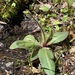 photo of Swamp Saxifrage (Micranthes pensylvanica)