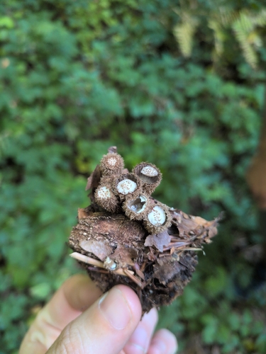 fluted bird's nest fungus