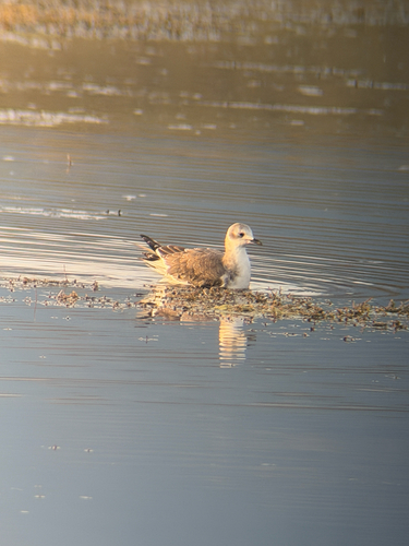 Sabine's Gull