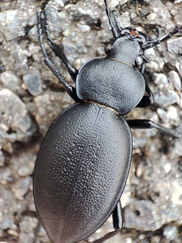 Carabus graecus