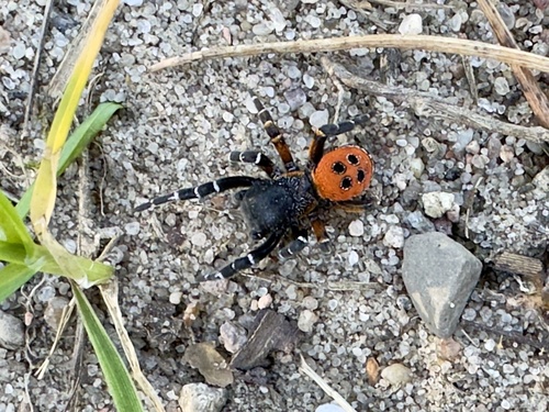 Ladybird Spider