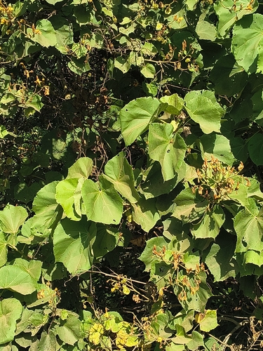 Erinocarpus nimmonii