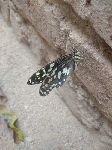 Citrus Swallowtail