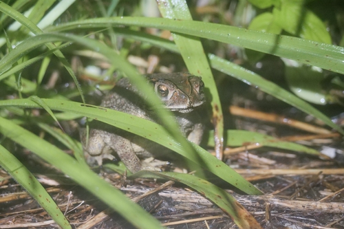 Asian Common Toad