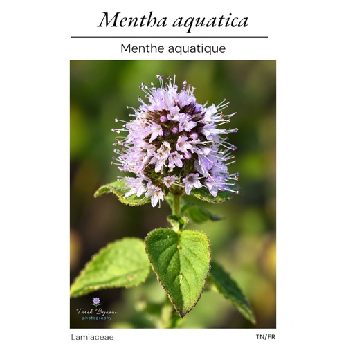 watermint