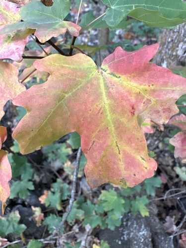 bigtooth maple