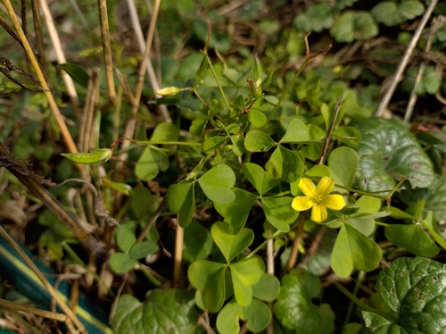 upright yellow woodsorrel