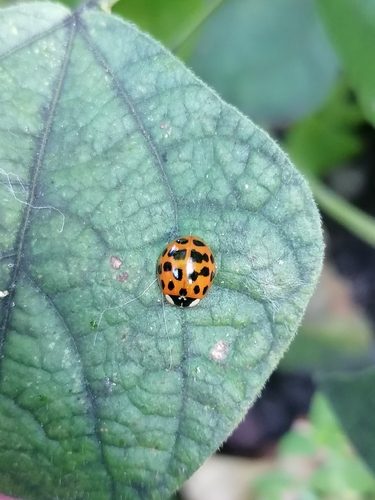 Asian Lady Beetle