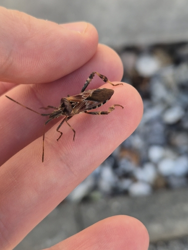 Western Conifer Seed Bug