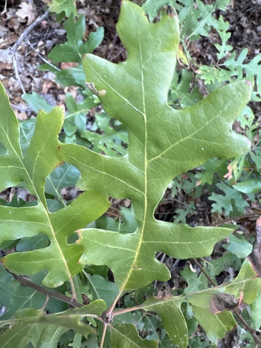 Gambel Oak