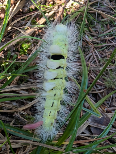 Pale Tussock Moth