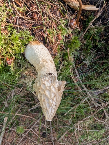 common stinkhorn