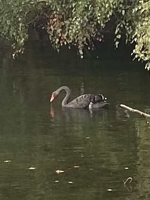 Black Swan