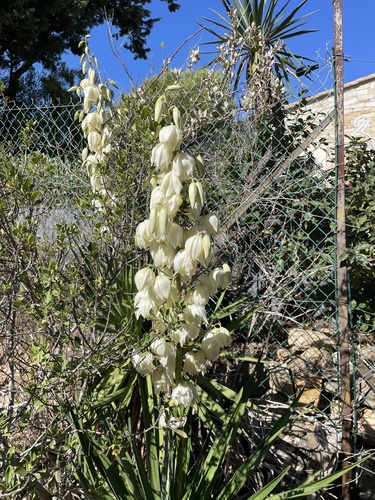 moundlily yucca