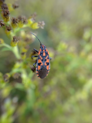 Spilostethus saxatilis