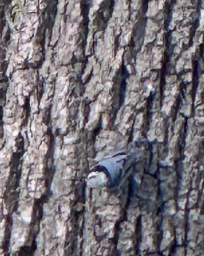 White-breasted Nuthatch