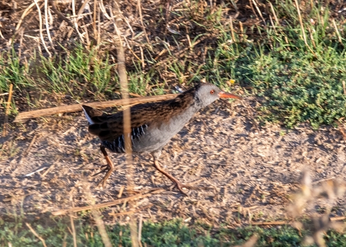 Water Rail