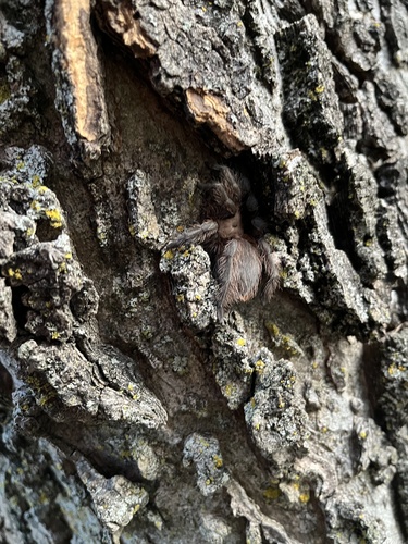Texas Brown Tarantula