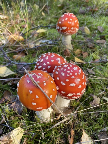 Fly Agaric