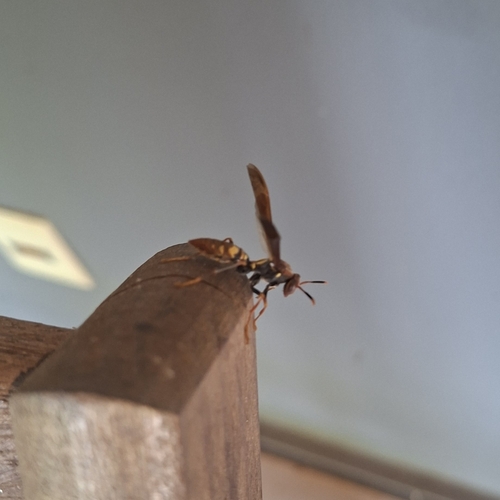 Variegated Paper Wasp