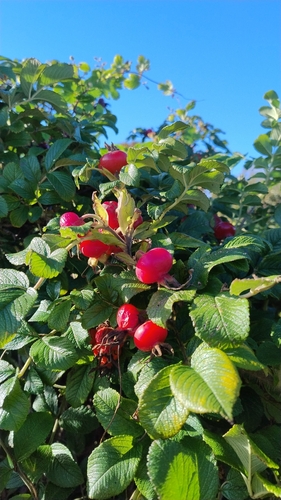 rugosa rose