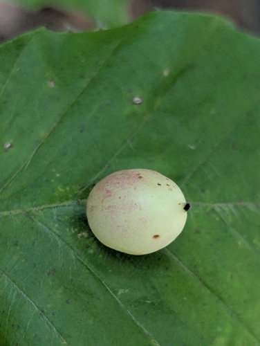 Beech Gall Midge