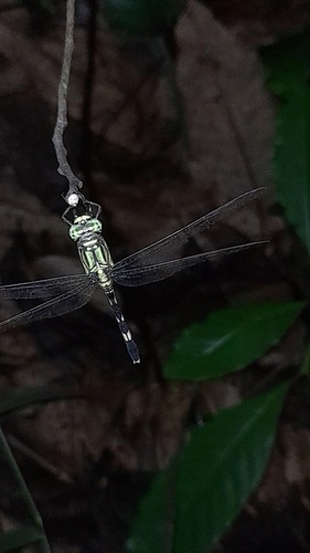 Slender Skimmer