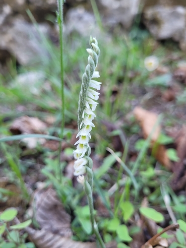Autumn Ladies' Tresses