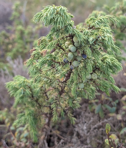 common juniper