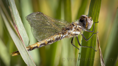 Variegated Meadowhawk