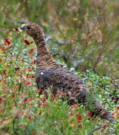 Black Grouse
