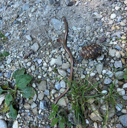 Common Slowworm