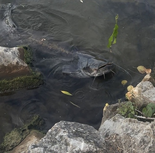 Wels Catfish