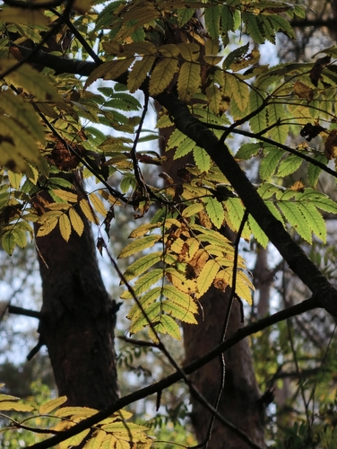Наблюдение на iNaturalist