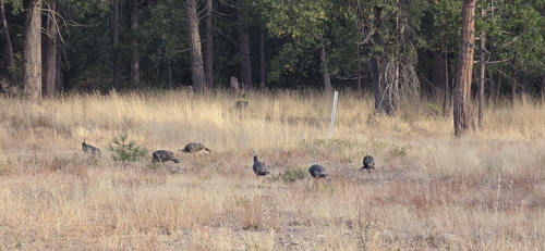 Wild Turkey