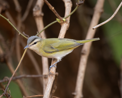 Chivi Vireo