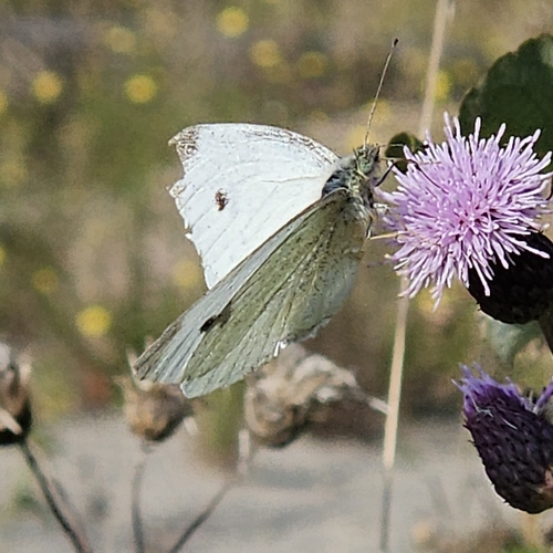 Small White