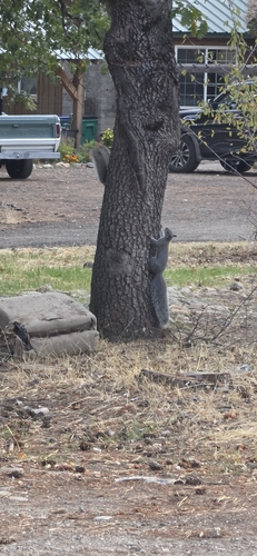 Western Gray Squirrel