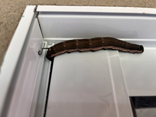 Isognathus allamandae