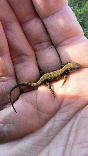 Sand Lizard