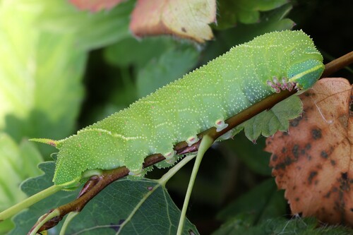 Poplar Hawkmoth