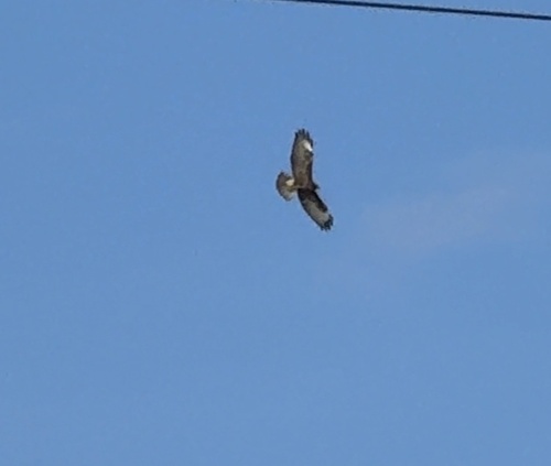 Common Buzzard