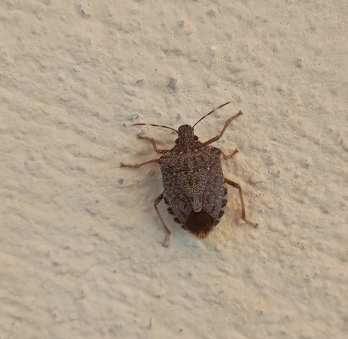 Brown Marmorated Stink Bug