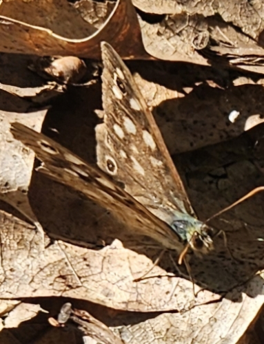 Speckled Wood
