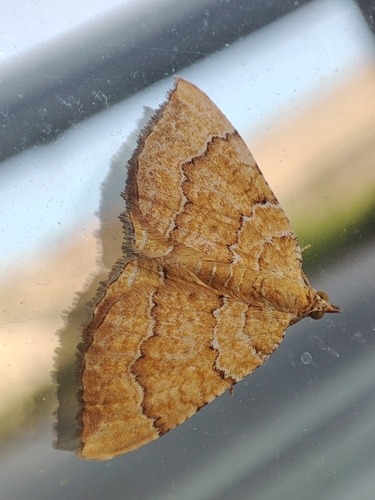 Yellow Shell Moth