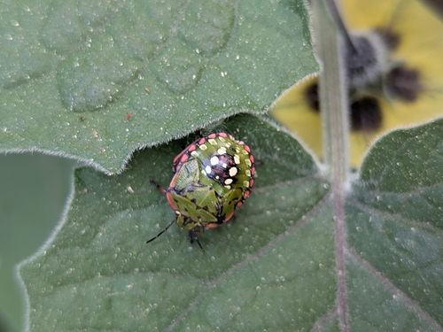 Southern Green Stink Bug