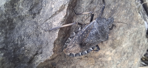Mediterranean Spiny Stink Bug