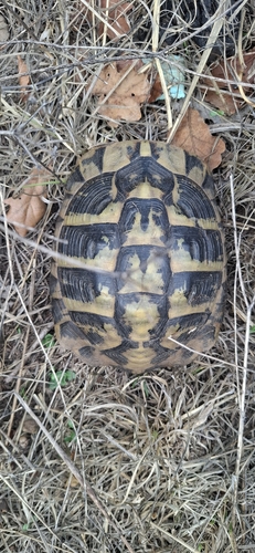 Hermann's Tortoise